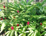 No Ka Oi Landscaping Services