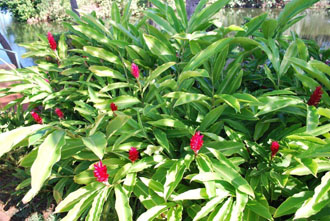 No Ka Oi Landscaping Services