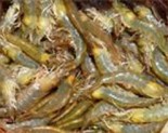 Kauai Shrimp (TM)