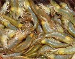 Kauai Shrimp (TM)