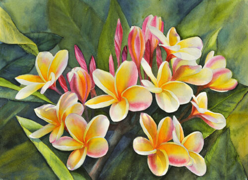 Plumeria Paintings by Marcia photo