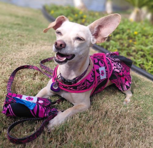 Aloha Paws Kaua'i photo