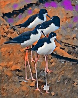 WordWorthyPhotos by Amanda JS Kaufmann logo