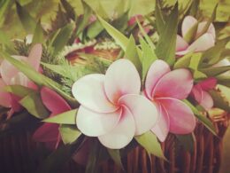 Ka'ano'ipua Florals logo